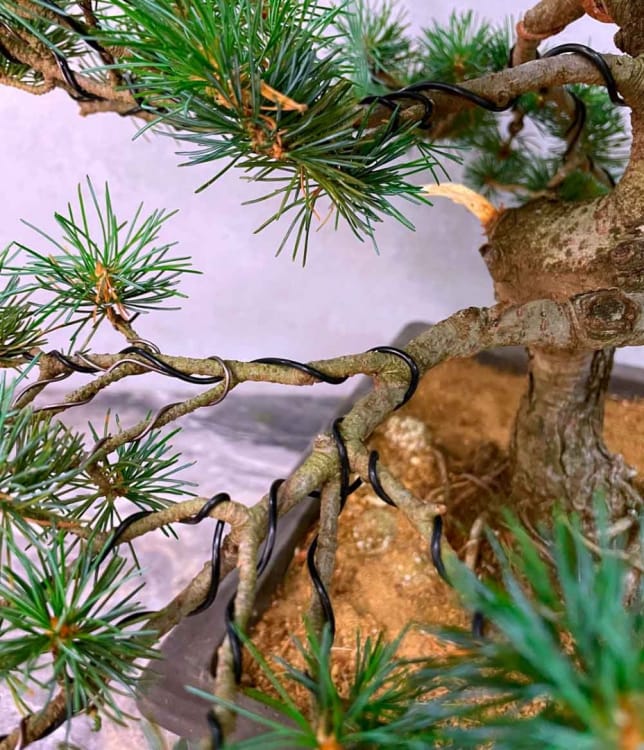 Формирование