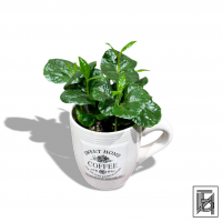 Кофе Арабика в чашке