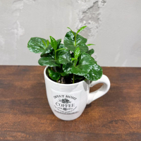 Кофе Арабика в чашке