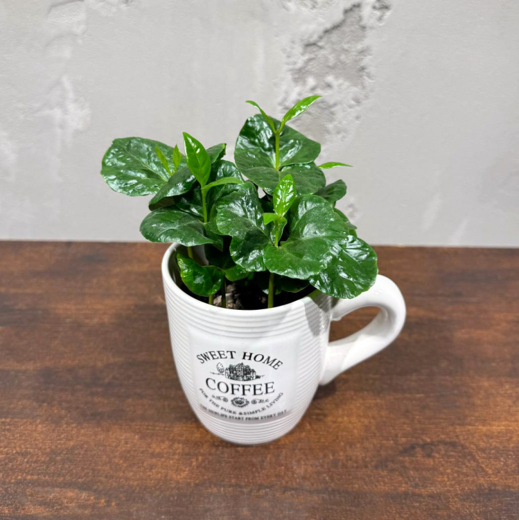 Кофе Арабика в чашке