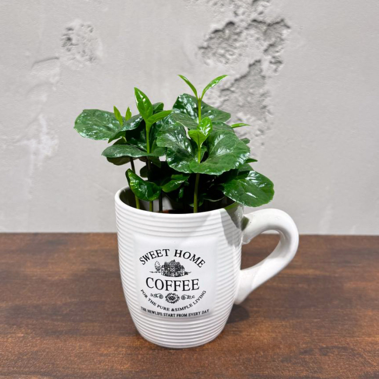 Кофе Арабика в чашке