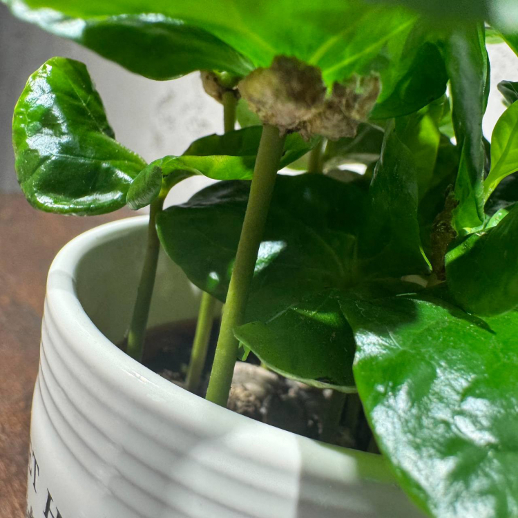 Кофе Арабика в чашке