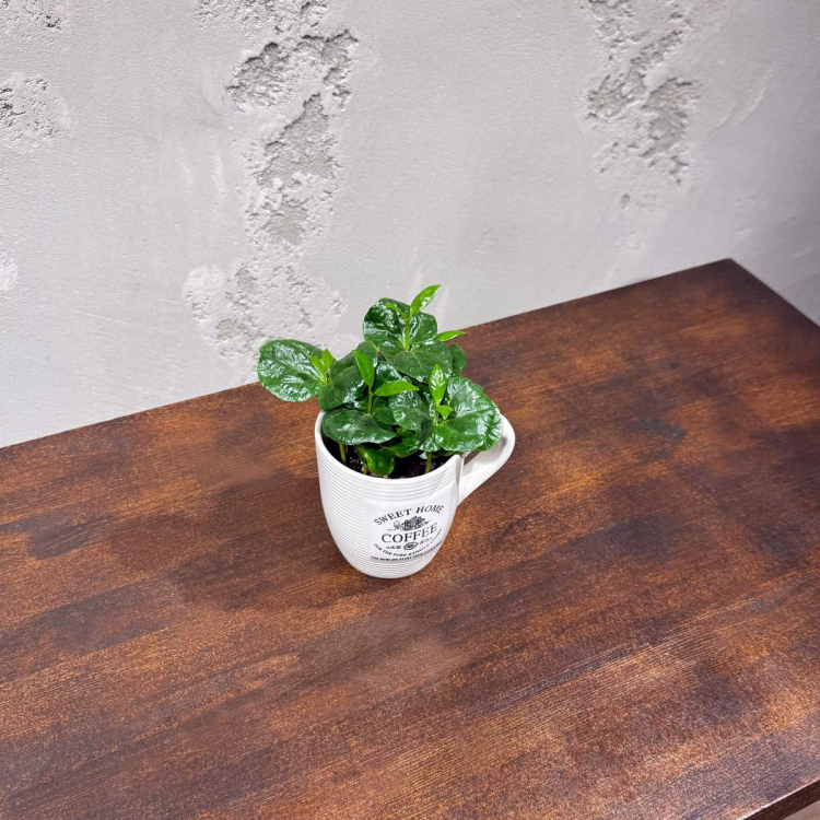 Кофе Арабика в чашке