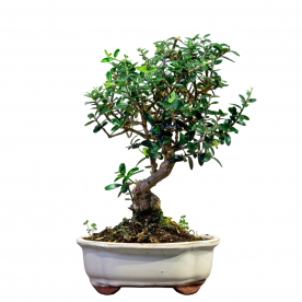 Бонсай Олива Sylvestrus 15 лет