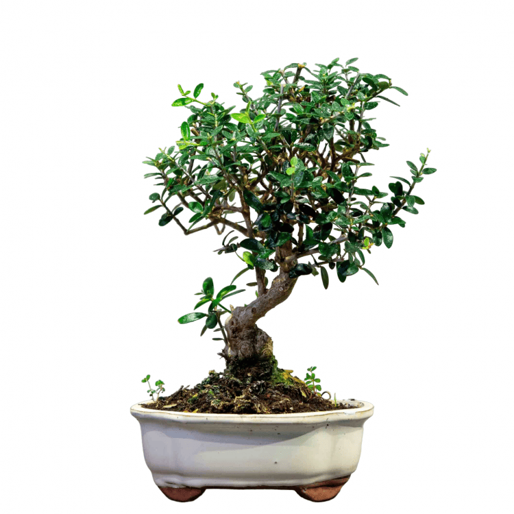Бонсай Олива Sylvestrus 15 лет Бонсай Олива Sylvestrus 15 лет