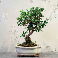 Бонсай Олива Sylvestrus 15 лет Бонсай Олива Sylvestrus 15 лет