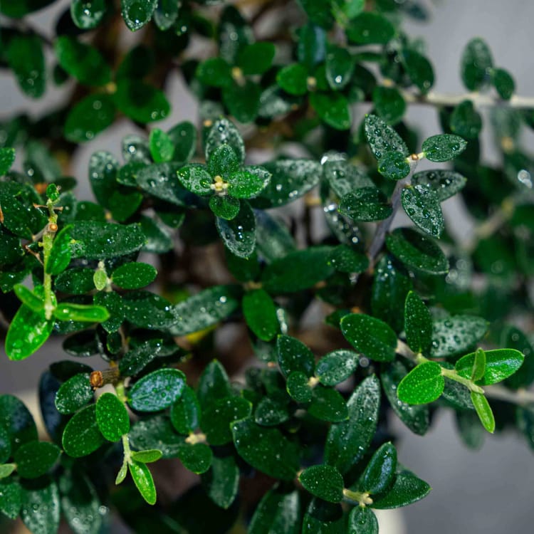 Бонсай Олива Sylvestrus 15 лет Бонсай Олива Sylvestrus 15 лет