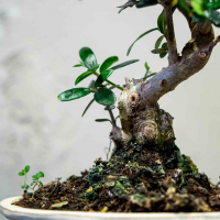 Бонсай Олива Sylvestrus 15 лет Бонсай Олива Sylvestrus 15 лет