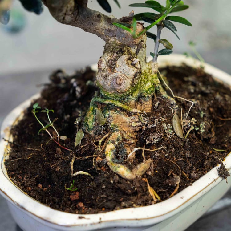 Бонсай Олива Sylvestrus 15 лет Бонсай Олива Sylvestrus 15 лет