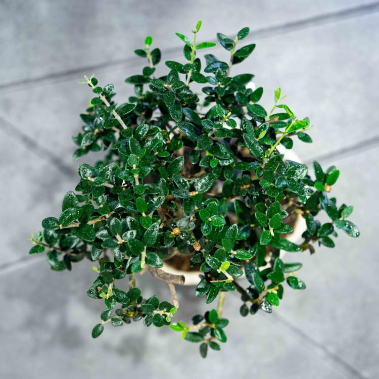 Бонсай Олива Sylvestrus 15 лет Бонсай Олива Sylvestrus 15 лет