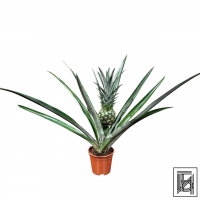 Ананас "Чампака" D14 Ананас "Чампака" D14