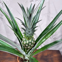 Ананас "Чампака" D14 Ананас "Чампака" D14