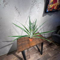 Ананас "Чампака" D14 Ананас "Чампака" D14