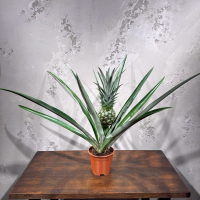 Ананас "Чампака" D14 Ананас "Чампака" D14