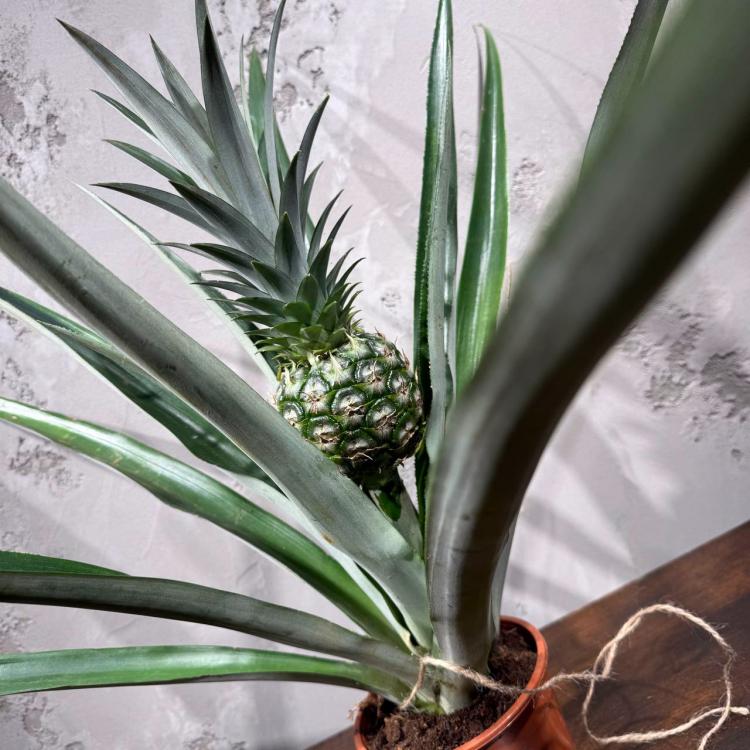 Ананас "Чампака" D14 Ананас "Чампака" D14