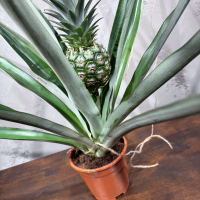 Ананас "Чампака" D14 Ананас "Чампака" D14