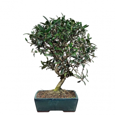 Бонсай Олива Europea 35 лет