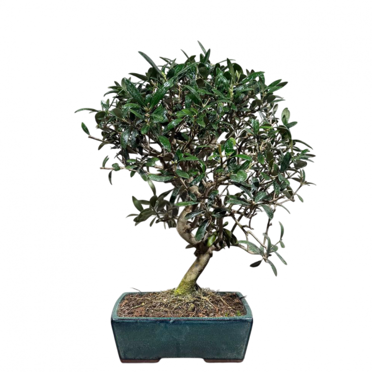 Бонсай Олива Europea 35 лет Бонсай Олива Europea 35 лет