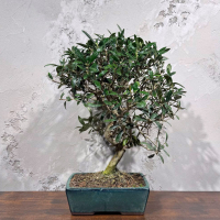 Бонсай Олива Europea 35 лет Бонсай Олива Europea 35 лет