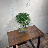 Бонсай Олива Europea 35 лет Бонсай Олива Europea 35 лет