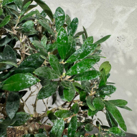 Бонсай Олива Europea 35 лет Бонсай Олива Europea 35 лет