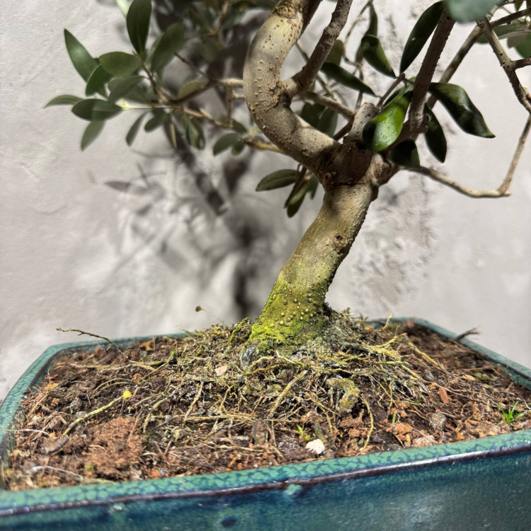 Бонсай Олива Europea 35 лет Бонсай Олива Europea 35 лет