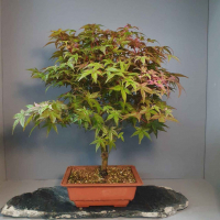 Бонсай Клён - «Deshojo» Бонсай Клён - «Deshojo»