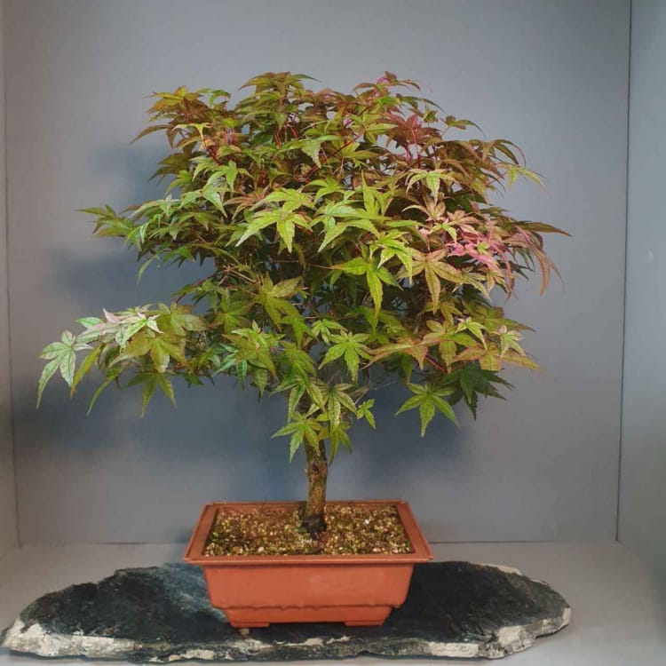 Бонсай Клён - «Deshojo» Бонсай Клён - «Deshojo»