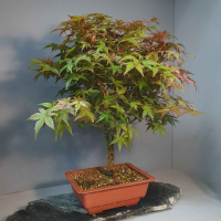 Бонсай Клён - «Deshojo» Бонсай Клён - «Deshojo»