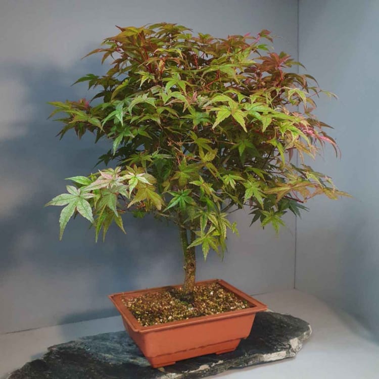 Бонсай Клён - «Deshojo» Бонсай Клён - «Deshojo»