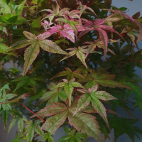 Бонсай Клён - «Deshojo» Бонсай Клён - «Deshojo»