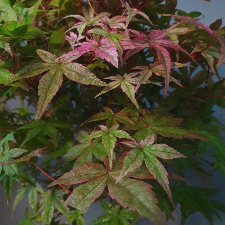 Бонсай Клён - «Deshojo» Бонсай Клён - «Deshojo»