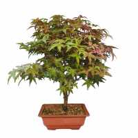 Бонсай Клён - «Deshojo» Бонсай Клён - «Deshojo»