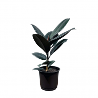 Фикус "Эластика" Абиджан D14