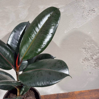 Фикус "Эластика" Абиджан D14