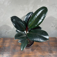 Фикус "Эластика" Абиджан D14