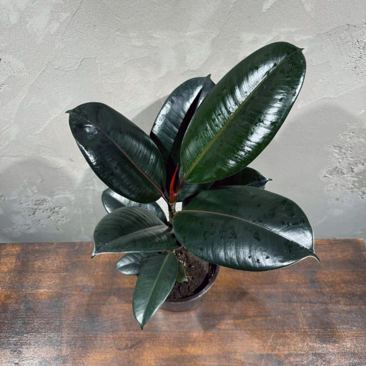 Фикус "Эластика" Абиджан D14