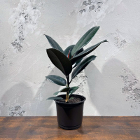 Фикус "Эластика" Абиджан D14