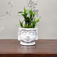 Бамбук в кашпо Будда D11