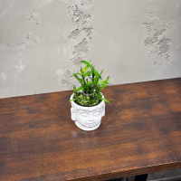 Бамбук в кашпо Будда D11