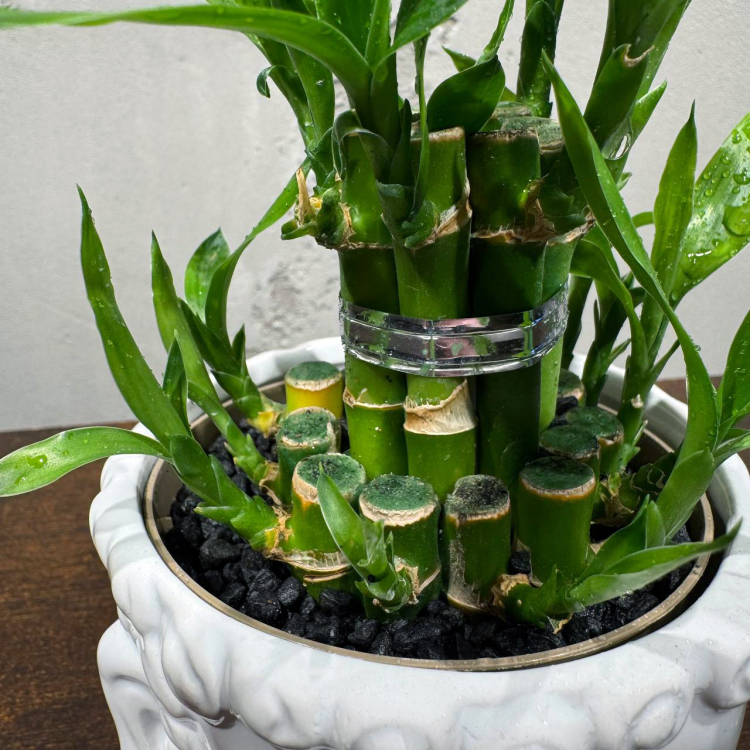 Бамбук в кашпо Будда D11