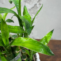 Бамбук в кашпо Будда D11