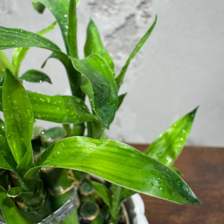 Бамбук в кашпо Будда D11