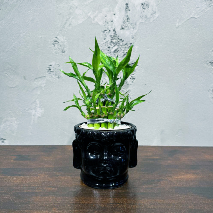 Бамбук в кашпо Будда D11