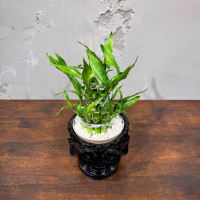 Бамбук в кашпо Будда D11