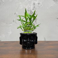 Бамбук в кашпо Будда D11