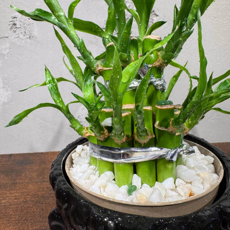 Бамбук в кашпо Будда D11