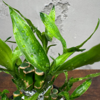 Бамбук в кашпо Будда D11