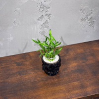 Бамбук в кашпо Будда D11