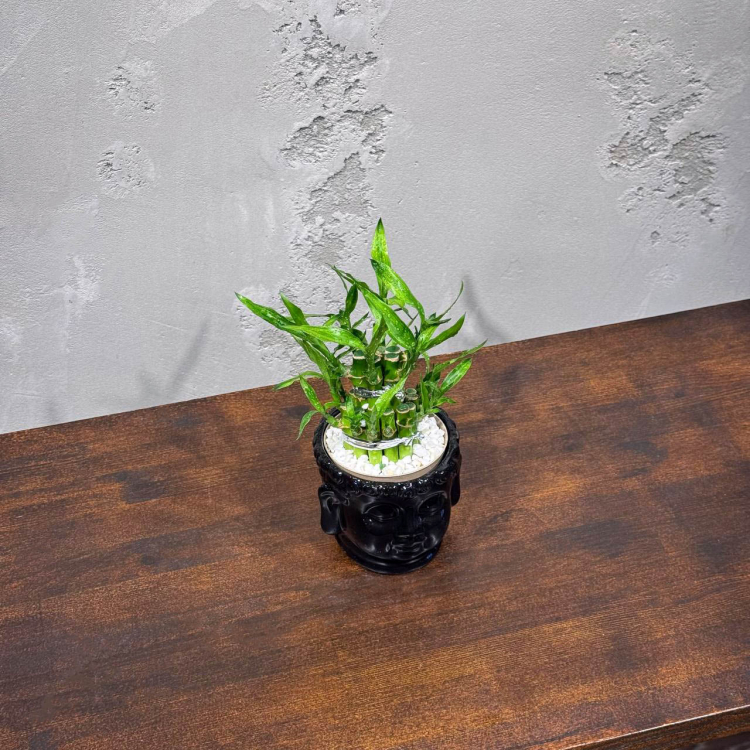 Бамбук в кашпо Будда D11